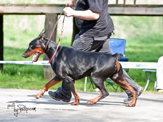 Maxim di hot sale altobello dobermann